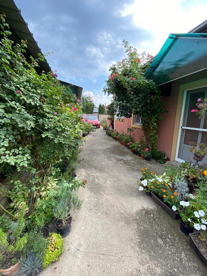Bed and Breakfast Sud ,,Antal I Olga,, Skorenovac Екстер'єр фото